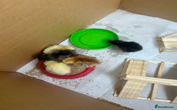 Chickens poultry for sale: Chicks for sale  - Image 1
