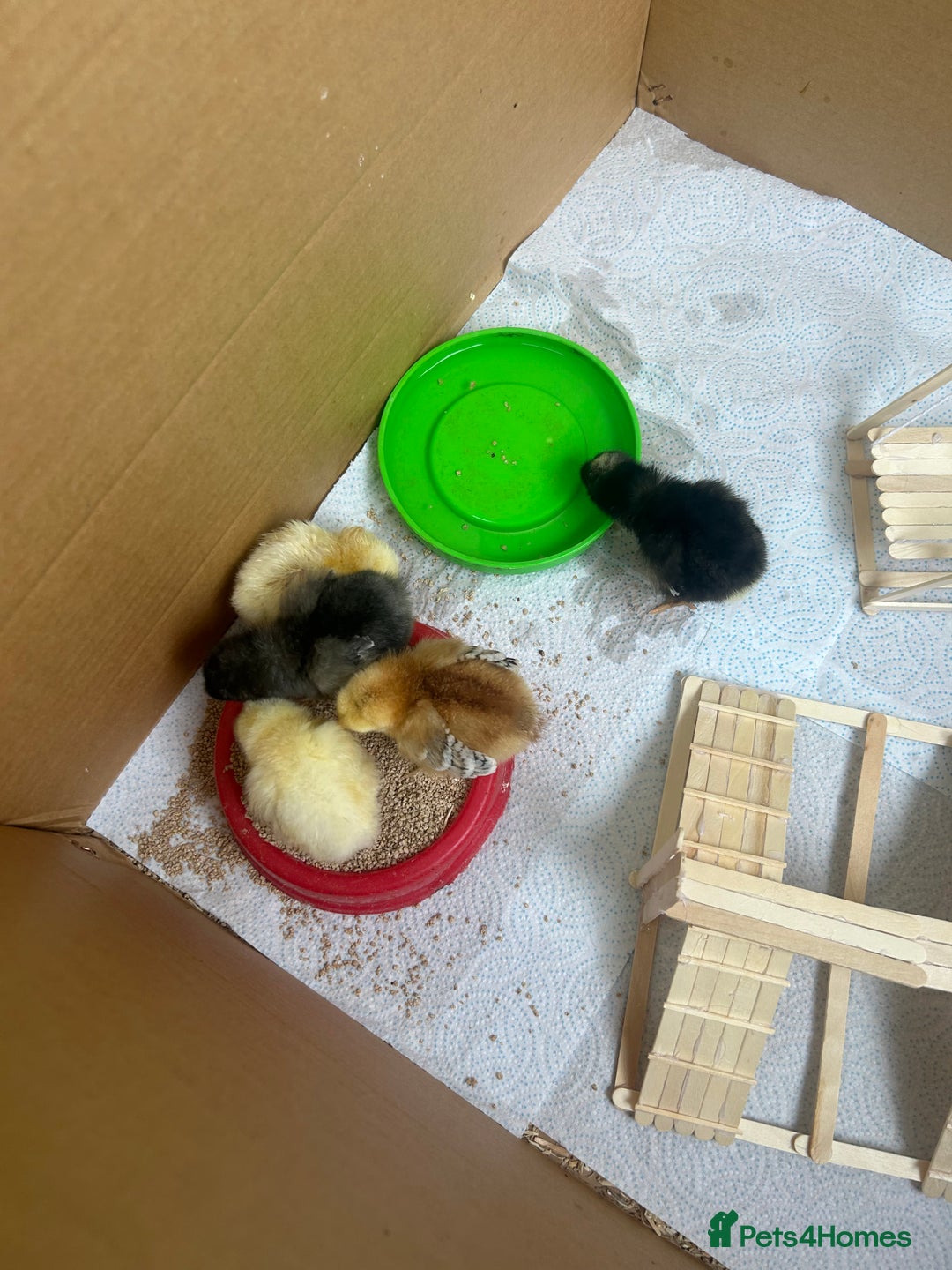 Chickens poultry for sale: Chicks for sale  - Image 1