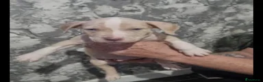 American Bulldog 5