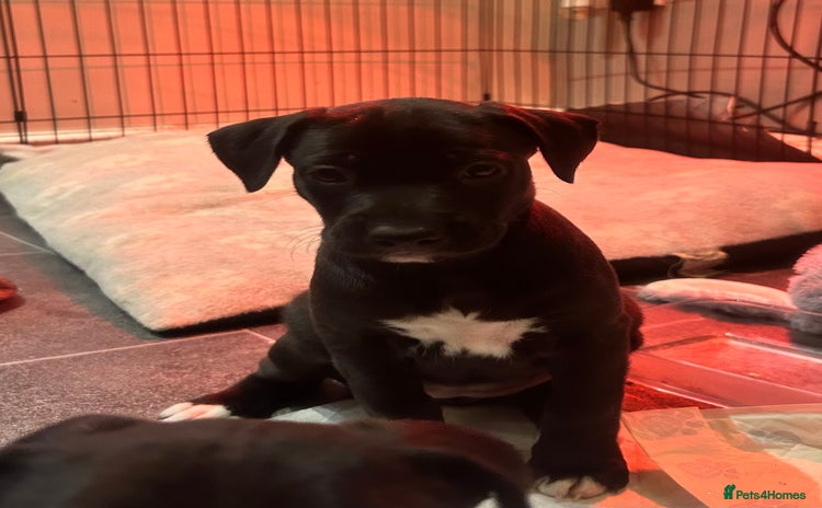 Mixed Breed dogs - Advert 4