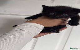 British Shorthair cats for sale: British short hair mixed kittens - Advert 13