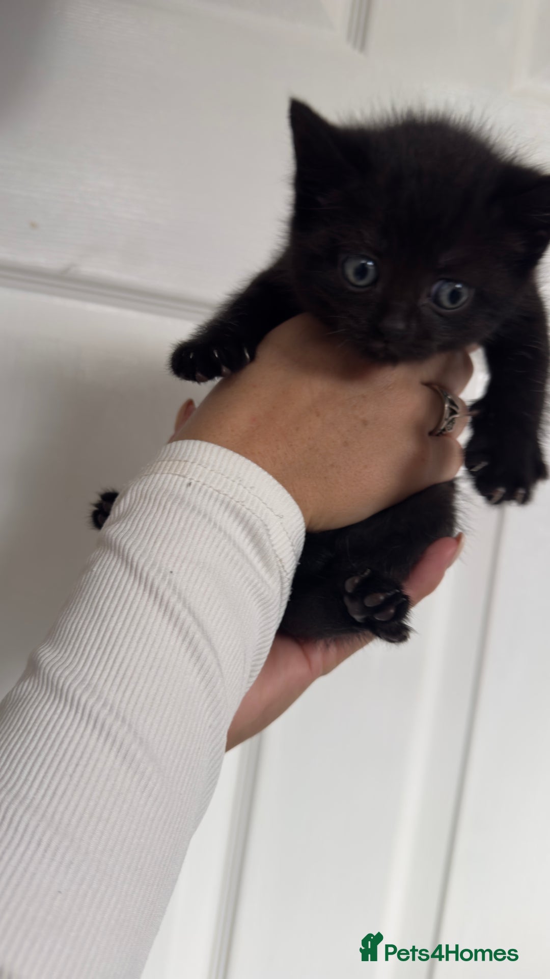 British Shorthair cats for sale: British short hair mixed kittens - Advert 13