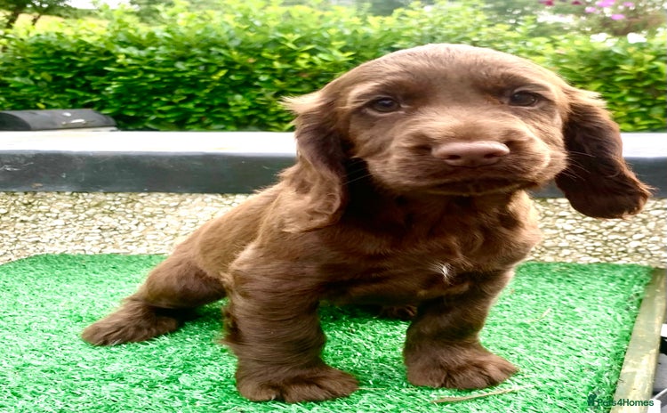 Cocker Spaniel dogs - Advert 1