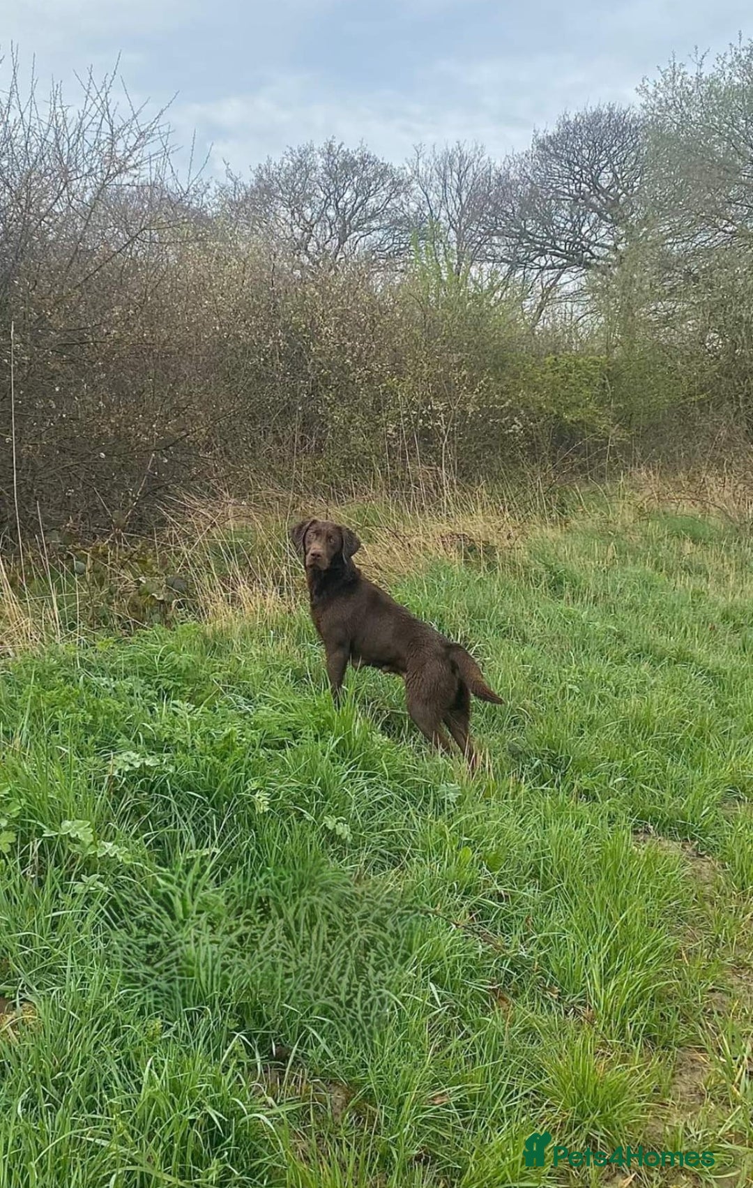 Labrador Retriever dogs for sale: Working Line Chocolate Labrador puppies  - Image 21