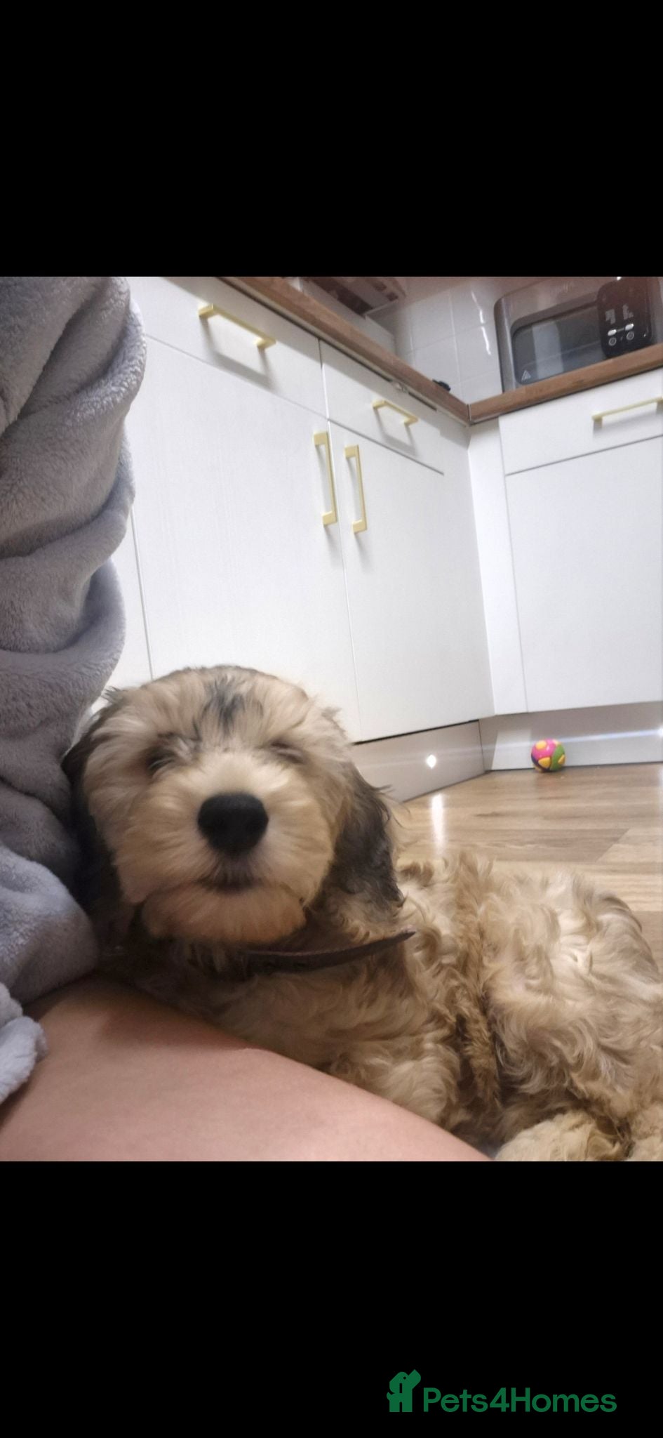 Cockapoo dogs F2 cockapoo girl called nyla - Advert 2