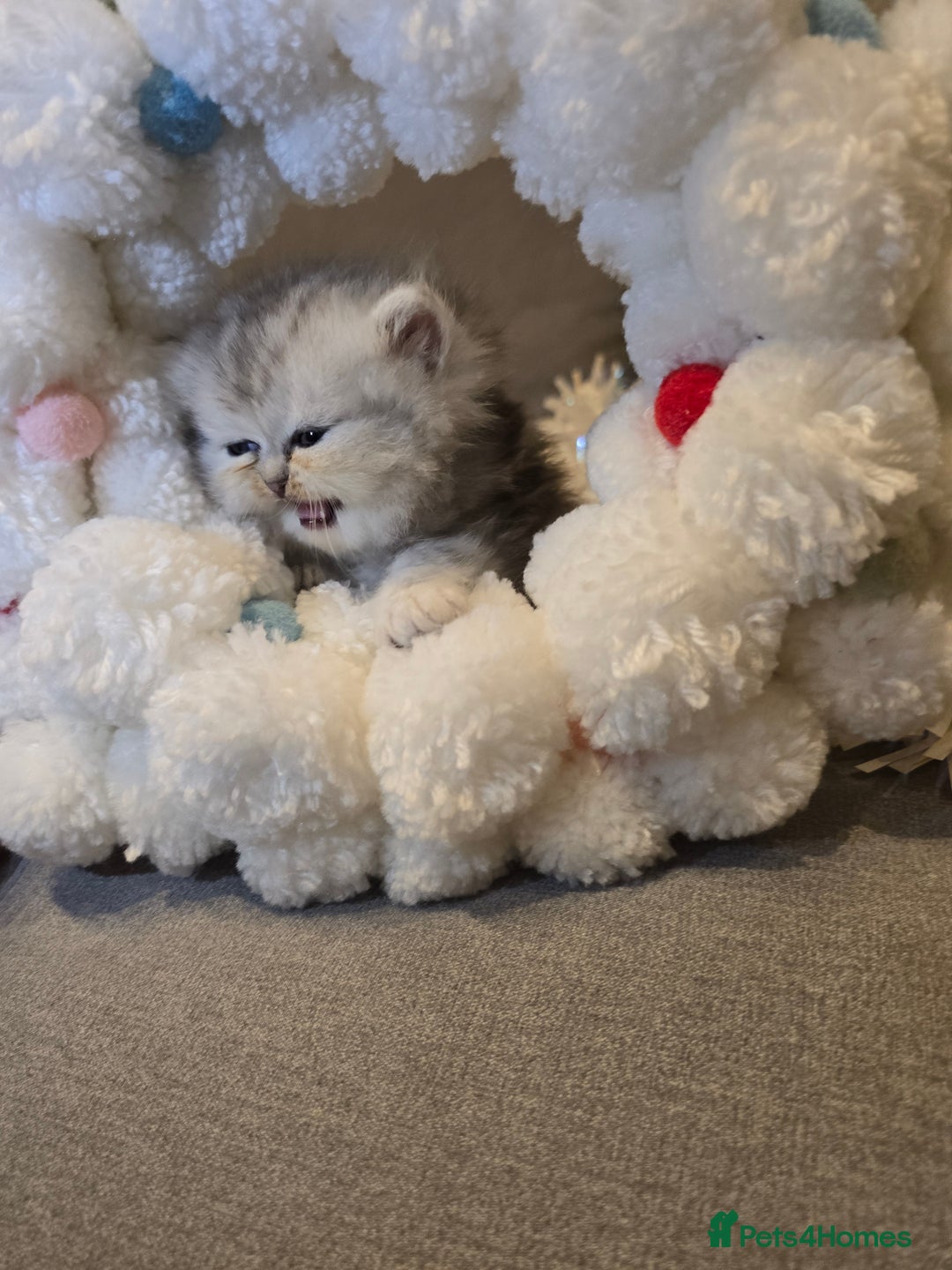 Persian cats for sale: Persian fluffy angels - Advert 28