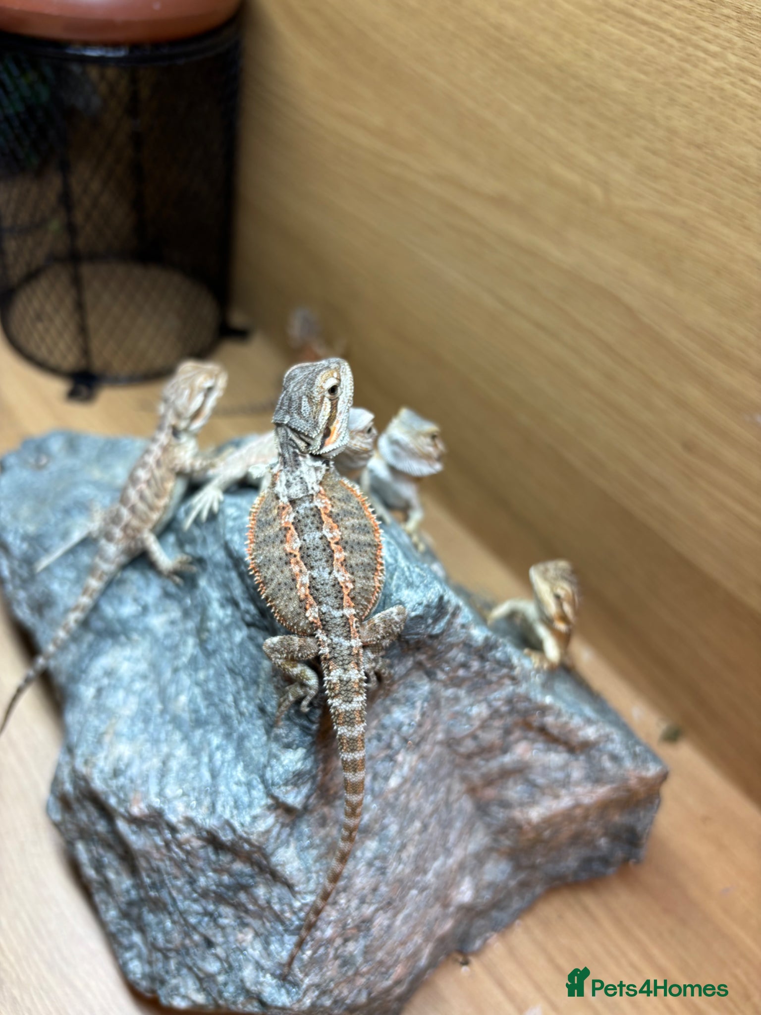 Bearded Dragon reptiles Super friendly baby bearded dragons - Advert 1