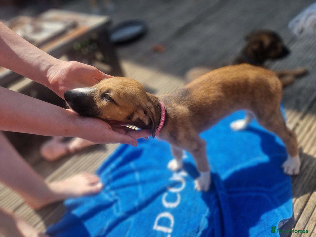 Mixed Breed dogs for sale: Lurcher puppies  - Image 6