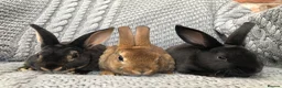 Rex rabbits for sale: Beautiful velvet mini Rex & Rex rabbits - Advert 31