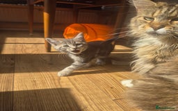 Maine Coon cats for sale: Blue Maine Coon kitten - Image 5