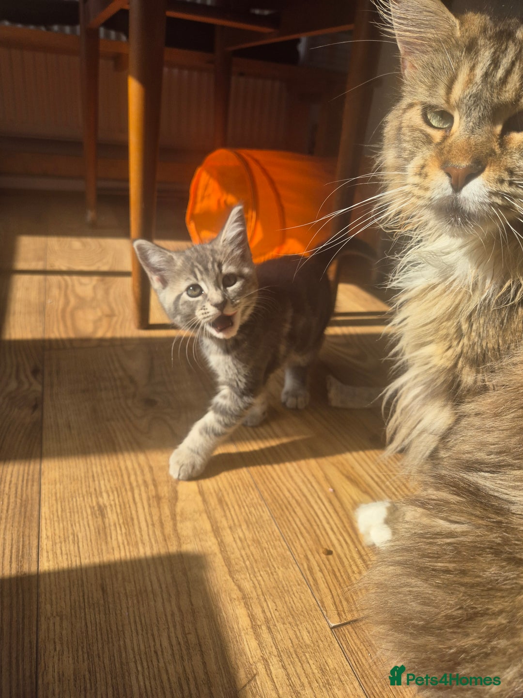 Maine Coon cats for sale: Blue Maine Coon kitten - Image 5