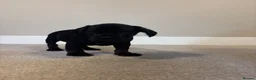 Mixed Breed dogs for sale: (Ready to leave)Cocker X Frenchie puppies in Northwich - Advert 18