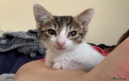 Mixed Breed cats for sale: Two beautiful ladies 💜 - Image 6