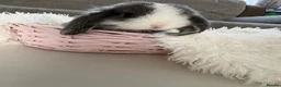Mini Lop rabbits for sale: Adorable Mini Lop Rabbits – Ready 🐰❤️ in Wirral - Advert 4