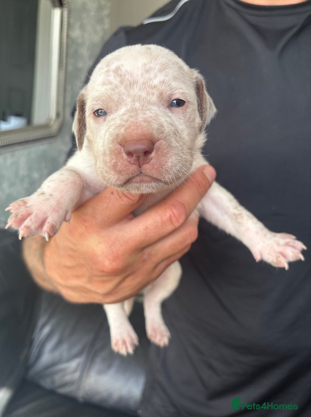 American Bull Staffy dogs for sale: 8 beautiful Amstaff puppies - Image 22
