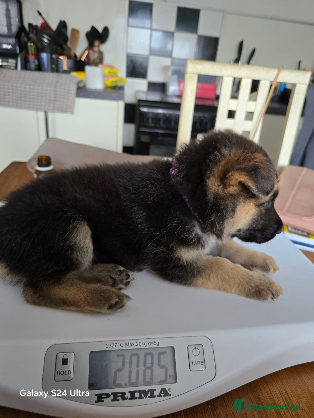 German Shepherd dogs for sale: German Shepard KC Reg Puppies in Scunthorpe - Image 28