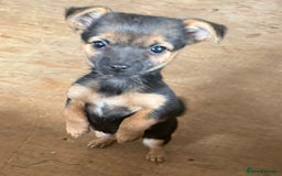 Mixed Breed dogs for sale: Tiny and beautiful  - Image 6