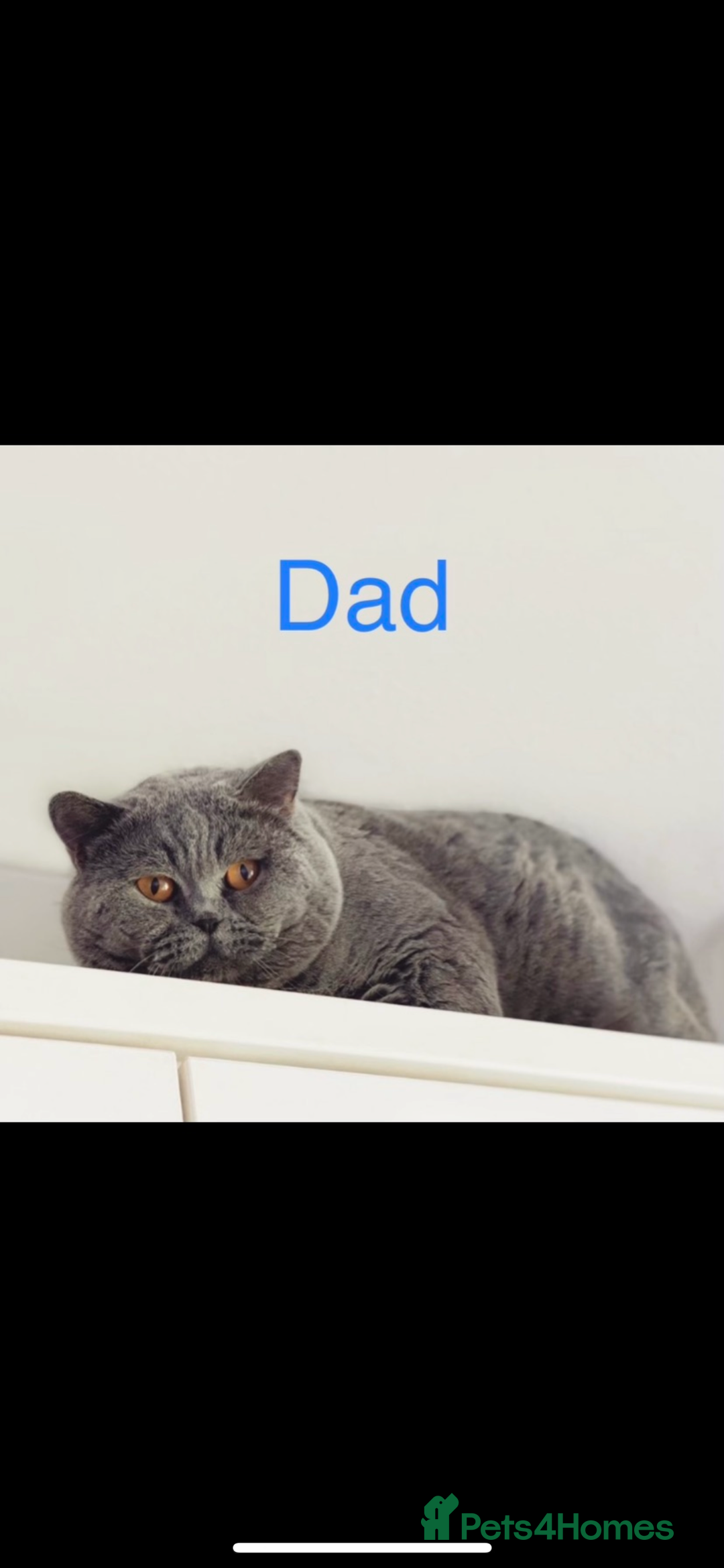 British Shorthair cats for sale: GCCF Registered British Shorthair Girl - Image 12