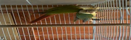 Conures birds for sale: Conures young pair  - Advert 5