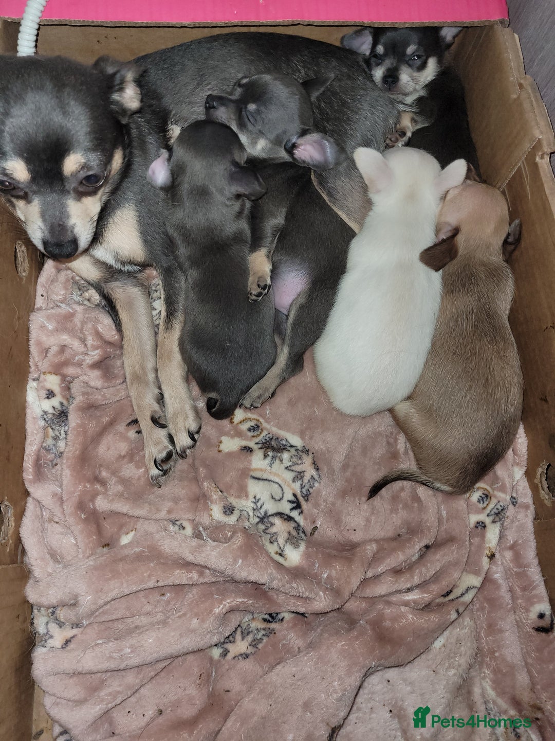 Chihuahua dogs for sale: Chihuahua puppies 2 males and 3 females  - Advert 10