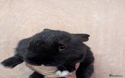 Mini Lop rabbits for sale: Mini loop cross Lionhead - Advert 7