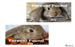 French Lop rabbits for sale: AtoB Lop Heaven - Image 9