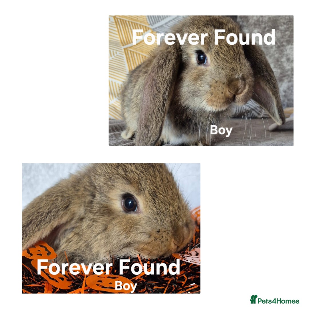 French Lop rabbits for sale: AtoB Lop Heaven - Image 9