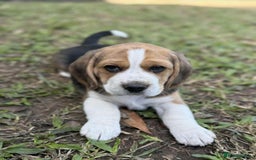 Beagle dogs for sale: Beagle Puppies - Image 5