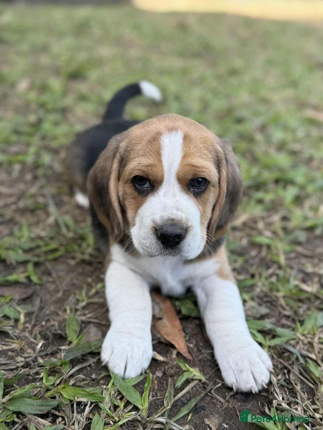 Beagle dogs for sale: Beagle Puppies - Image 5