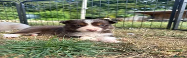 Border Collie 7