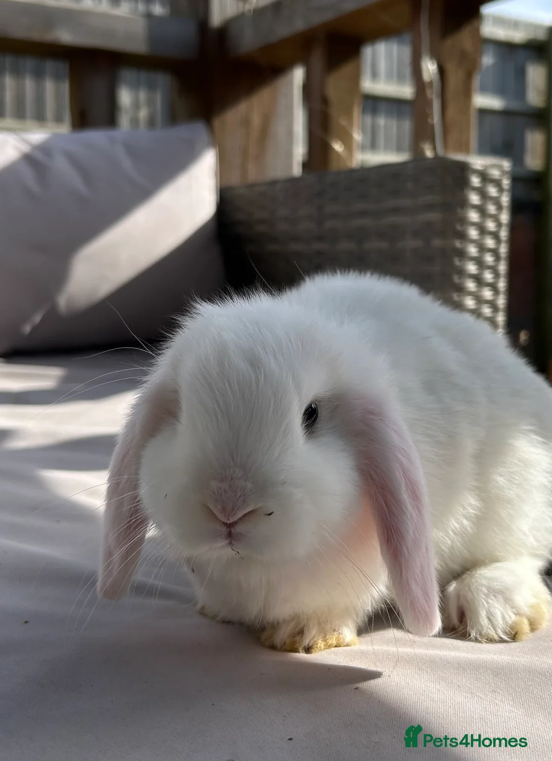 Mini Lop rabbits for sale: Beautiful mini lop rabbits  - Advert 16
