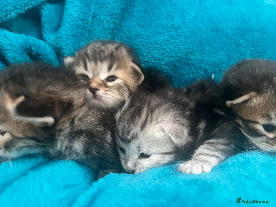 Siberian cats for sale: 🩶🩵Traditional Siberian Babies🩵🩶 - Advert 14