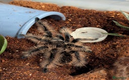 Tarantulas invertebrates for sale: Male juvenile curly hair tarantula t. albopilosus - Image 1