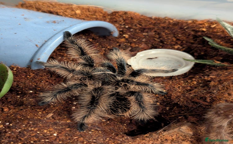 Tarantulas invertebrates - Advert 1