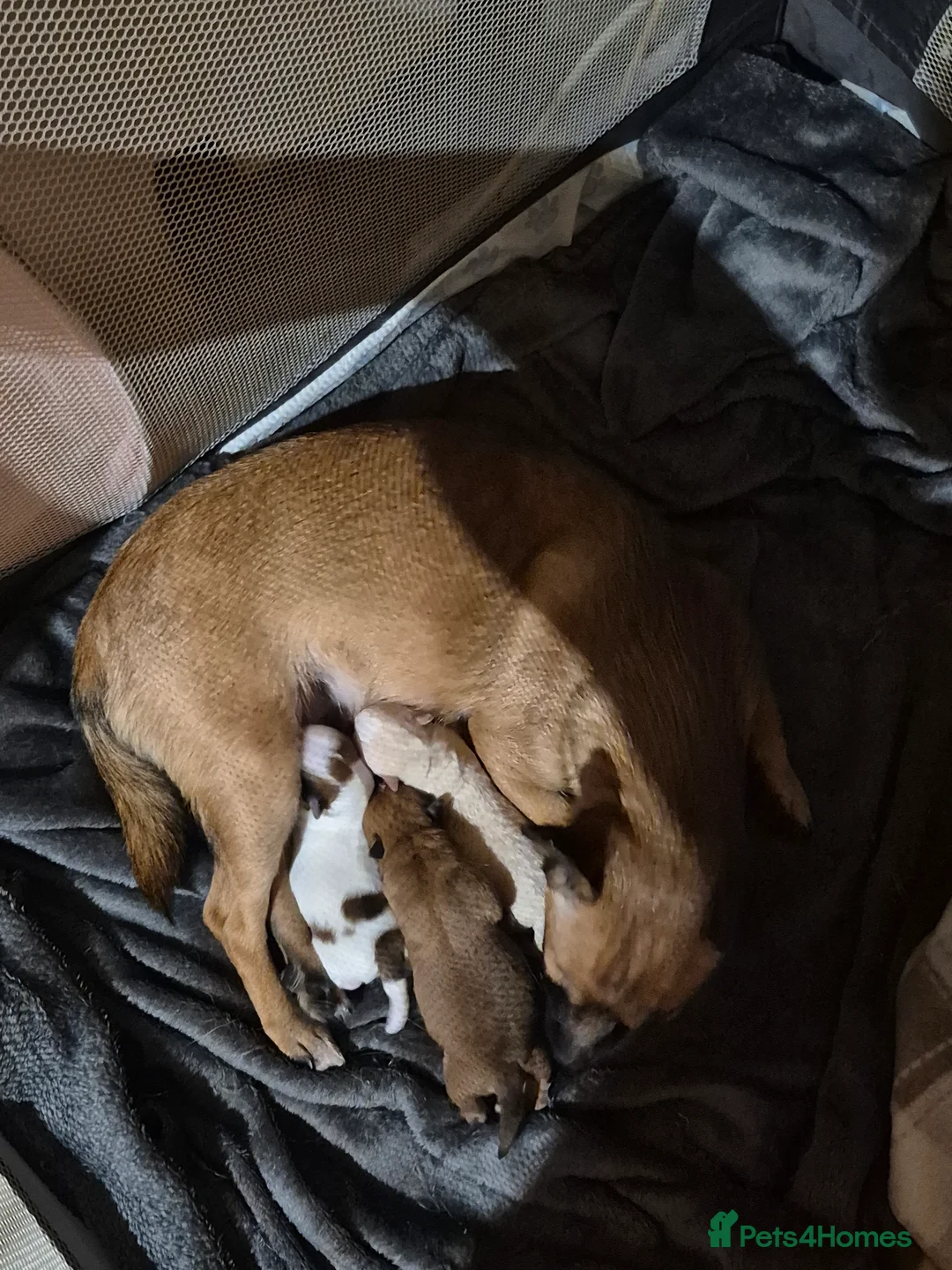 Chihuahua dogs for sale: 3 females pups for sale - Advert 5