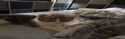 Domestic Shorthair cats for sale: Gorgeous kittens for sale - Advert 5