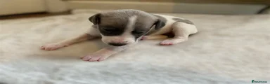 Whippet Puppy 1