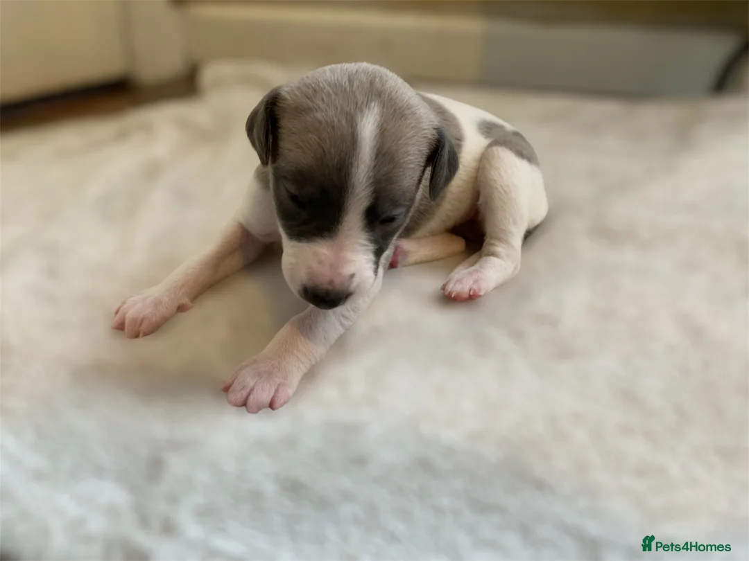 Whippet dogs for sale: 🐾 Quality KC Registered Whippet Puppies 🐾 - Advert 9