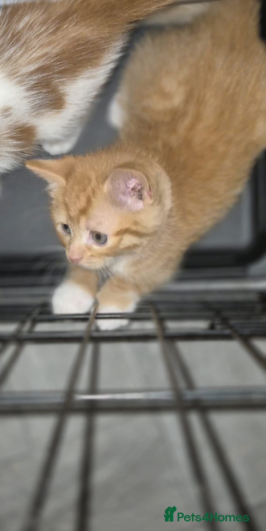 Domestic Shorthair cats 1 male ginger kitten available  - Advert 1