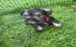 Miniature Schnauzer dogs for sale: KC Reg Miniature Schnauzer BVA Puppies - Image 9