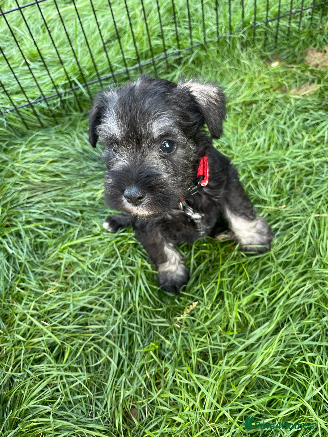 Miniature Schnauzer dogs for sale: KC Reg Miniature Schnauzer BVA Puppies - Image 9