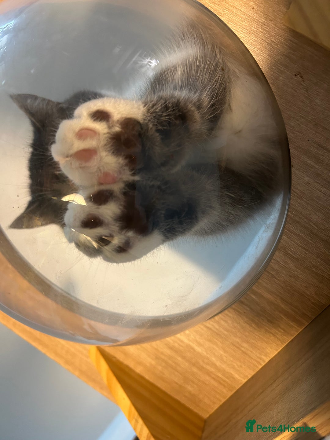 Exotic cats for sale: SOLD!! - Advert 16