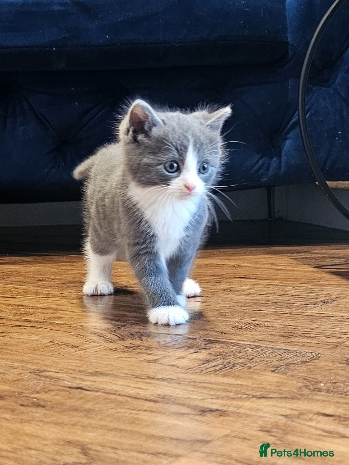 Ragdoll cats Beautiful Home-Reared Ragdoll Cross Kittens - Advert 1