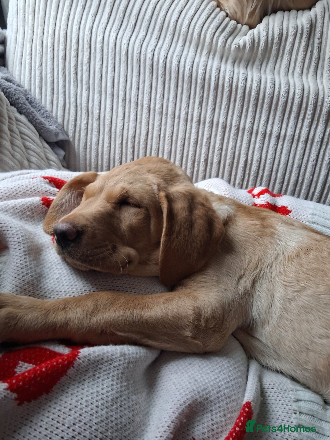 Labrador Retriever dogs for sale: 3 month old labrador  - Advert 6