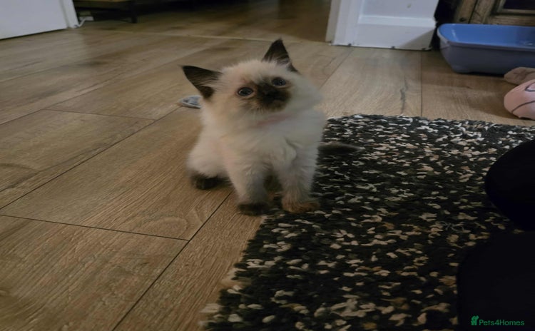 Ragdoll cats Little girl  - Advert 12