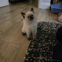 Ragdoll cats Little girl - Advert 1