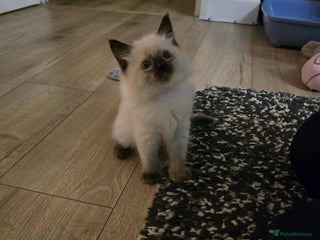 Ragdoll cats Little girl - Advert 10