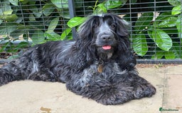 Cockapoo dogs for sale: TOY Cockapoo/ SHOW type F1 / License - Image 33