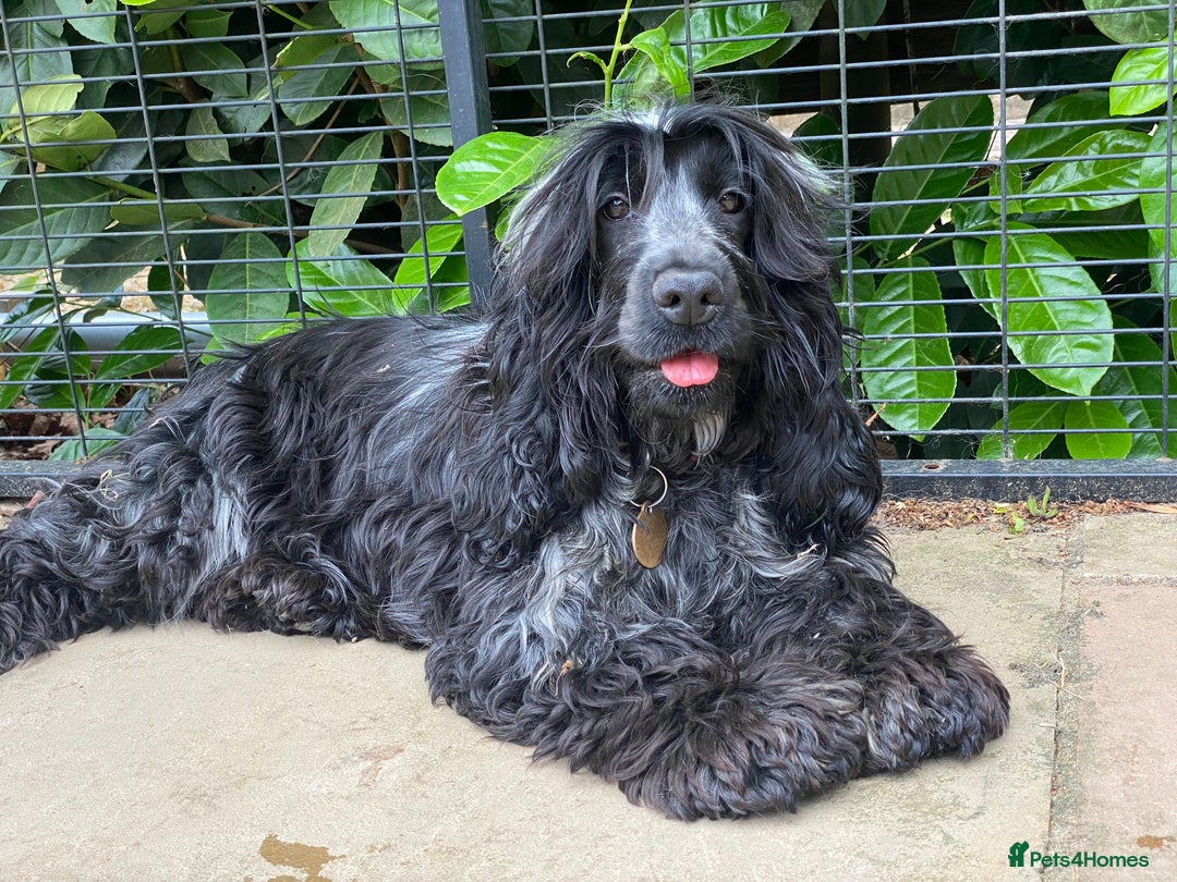 Cockapoo dogs for sale: TOY Cockapoo/ SHOW type F1 / License - Image 33