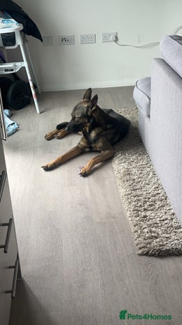 Mixed Breed dogs in Peterborough - Advert 3